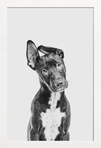 JUNIQE - Poster in houten lijst Hond – Zwart | Wit -60x90 /Grijs &