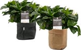 Combinatie Gardenia Jasminoïdes in Sizo bag (zwart en natural) ↨ 35cm - 2 stuks - planten - binnenplanten - buitenplanten - tuinplanten - potplanten - hangplanten - plantenbak - bo