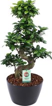Ficus Gin Seng Bonsai met Zwart Keramiek ↨ 70cm - hoge kwaliteit planten