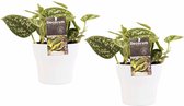 Duo Scindapsus Pictus Trebie met potten Anna White ↨ 15cm - 2 stuks - hoge kwaliteit planten