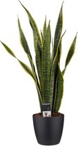 Decorum Sansevieria Laurentii met Elho brussels living black ↨ 60cm - planten - binnenplanten - buitenplanten - tuinplanten - potplanten - hangplanten - plantenbak - bomen - plante