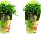 Ficus Green Kinky Sprookjesboom ↨ 30cm - 2 stuks - hoge kwaliteit planten