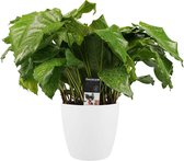 Calathea Network met Elho brussels white ↨ 50cm - hoge kwaliteit planten