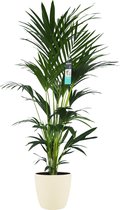 XL Kentia Palm in ELHO Brussels pot (soap) ↨ 170cm - hoge kwaliteit planten - grote planten - XL plant - binnenplanten - buitenplanten - tuinplanten - potplanten - hangplanten - pl