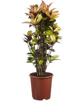 Croton Iceton ↨ 120cm - hoge kwaliteit planten