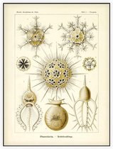 Circogonia - Phaeodaria (Kunstformen der Natur), Ernst Haeckel - Foto op Akoestisch paneel - 120 x 160 cm