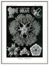 Astrophyton - Ophiodea (Kunstformen der Natur), Ernst Haeckel - Foto op Akoestisch paneel - 150 x 200 cm