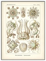 Pegantha - Narcomedusae (Kunstformen der Natur), Ernst Haeckel - Foto op Akoestisch paneel - 150 x 200 cm