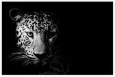 Luipaard op zwarte achtergrond - Foto op Akoestisch paneel - 120 x 80 cm