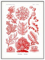 Delesseria - Florideae (Kunstformen der Natur), Ernst Haeckel - Foto op Akoestisch paneel - 120 x 160 cm