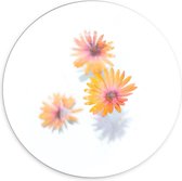 Forex Wandcirkel - Oranje Bloemen - 70x70cm Foto op Wandcirkel (met ophangsysteem)