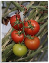 Forex - Tomaten aan Plant - 30x40cm Foto op Forex