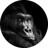 Gorilla op zwarte achtergrond - Foto op Behangcirkel - ⌀ 120 cm