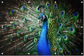Imposante Pauw met kleurrijk verendek - Foto op Tuinposter - 150 x 100 cm
