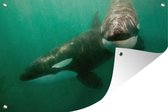 Tuindecoratie Twee orka's in het water - 60x40 cm - Tuinposter - Tuindoek - Buitenposter