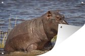 Tuindecoratie Nijlpaard - Water - Kalf - 60x40 cm - Tuinposter - Tuindoek - Buitenposter