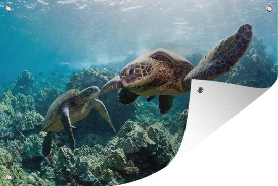 Twee zeeschildpadden Tuinposter 60x40 cm - Foto op Tuinposter (tuin decoratie)