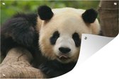 Tuindecoratie Dieren - Panda - Bomen - 60x40 cm - Tuinposter - Tuindoek - Buitenposter