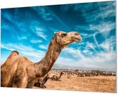 Wandpaneel Dromedarissen in woestijn  | 100 x 70  CM | Zwart frame | Wandgeschroefd (19 mm)