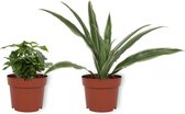 Set van 2 Kamerplanten - Coffea Arabica & Draceana Warnecki  - ±  25cm hoog - 12cm diameter