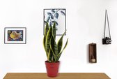 Kamerplant Sansevieria - Vrouwentong - ± 40cm hoog - In rode pot