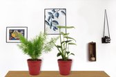 Set van 2 Kamerplanten - Monstera Deliciosa & Asparagus Sprengeri - ±  30cm hoog - 12cm diameter - in rode pot