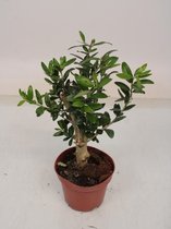 Kamerplant van Botanicly – Olijf boom – Hoogte: 25 cm – Olea europeae