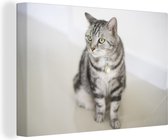 Canvas Schilderij Amerikaanse Korthaar kitten - 60x40 cm - Wanddecoratie