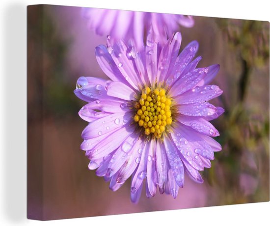 Canvas Schilderij Waterdruppels op een aster bloem - 60x40 cm - Wanddecoratie