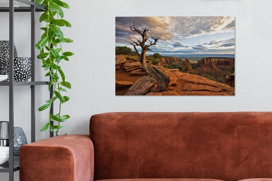 Arbre courbe en toile Colorado National Monument 2cm 90x60 cm - Tirage photo sur toile (Décoration murale salon / chambre)
