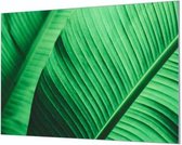 Wandpaneel Groen blad close-up  | 100 x 70  CM | Zwart frame | Wand-beugels (27 mm)