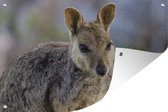 Muurdecoratie Een wallaby van dichtbij - 180x120 cm - Tuinposter - Tuindoek - Buitenposter