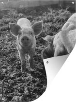 Affiche de jardin de cochon joyeux dans la boue