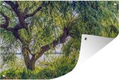 Poster Saule pleureur dans le jardin d'été Toile en vrac 120x80 cm - Toile de jardin / Toile d'extérieur / Peintures pour l'extérieur (décoration de jardin)