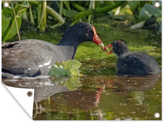 Tuin decoratie Waterhoen voedt haar jong - 40x30 cm - Tuindoek ...