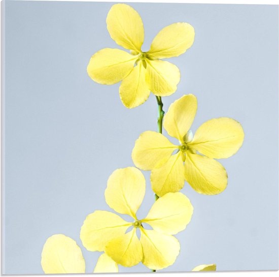 Acrylglas - Gele Bloemen - 50x50cm Foto op Acrylglas (Wanddecoratie op Acrylglas)