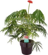Kamerplant van Botanicly – Jatropha multifida in paars pot als set – Hoogte: 35 cm