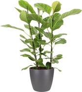 Kamerplant van Botanicly – Treurvijg incl. sierpot antraciet als set – Hoogte: 105 cm – Ficus altissima