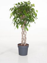 Kamerplant van Botanicly – Treurvijg – Hoogte: 110 cm – Ficus benjamina Exotica