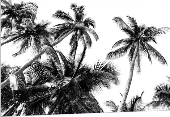 Forex - Zwart/Wit Onderaanzicht van Palmbomern - 150x100cm Foto op Forex