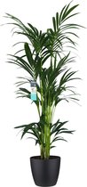 FloriaFor - XL Kentia Palm In ELHO Brussels Pot (zwart) - - ↨ 160cm - ⌀ 25cm