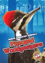 North American Animals - Pileated Woodpeckers
