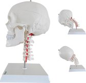 Het menselijk lichaam - anatomie model schedel met flexibele cervicale wervelkolom