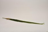 Kunstbloemen En Overige - Cymbidium Leaf Bush Green 80cm