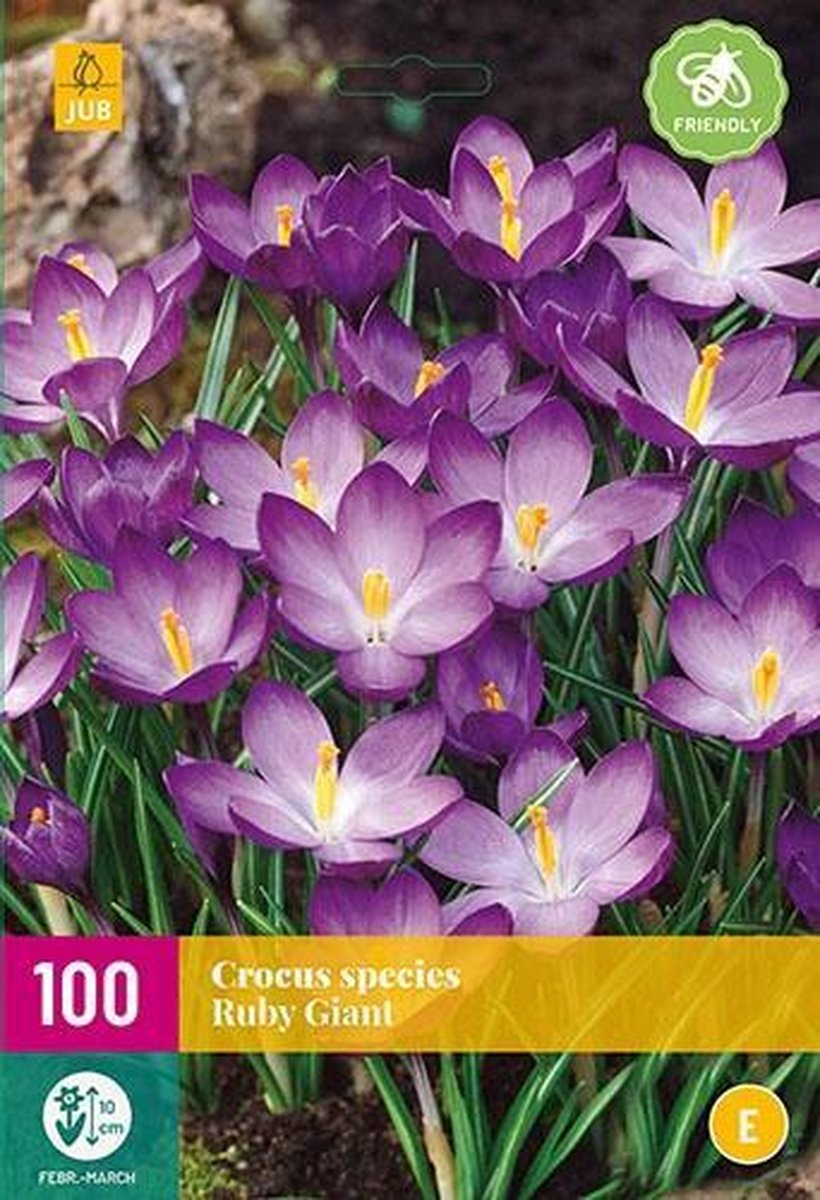 Jub Holland bloembollen - Crocus/Krokus - 50 stuks - species Ruby Giant