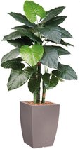 HTT - Kunstplant Philodendron in Genesis vierkant taupe H150 cm