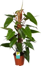 Philodendron Red Emerald incl mosstok ↑ 80-90cm - Ø 19cm
