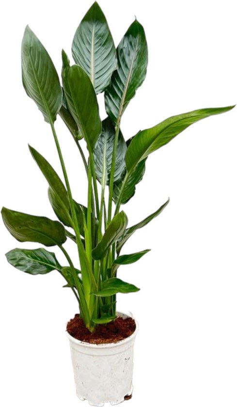 Exotische binnenplant Strelitzia Reginae - 110 cm hoog - Ø21 - Gemakkelijke verzorging