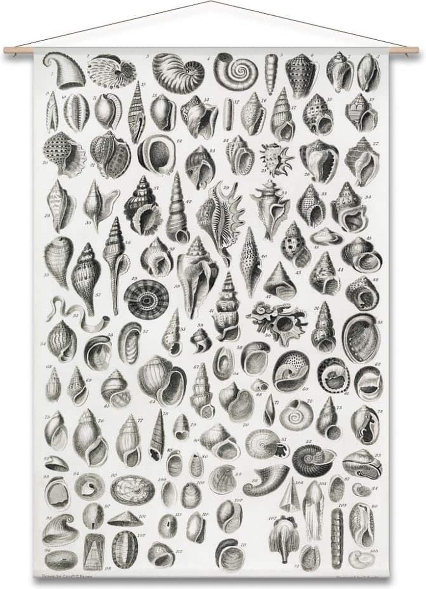 Wanddoek-XL Diverse soorten schelpen in zwartwit (zonder houten stokken)