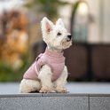 Zittende witte hond die een roze hondenjas draagt, kijkend naar de zijkant.